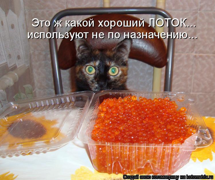 Это ж какой хороший ЛОТОК... используют не по назначению...... Котоматрица: Это ж какой хороший ЛОТОК... используют не по назначению...