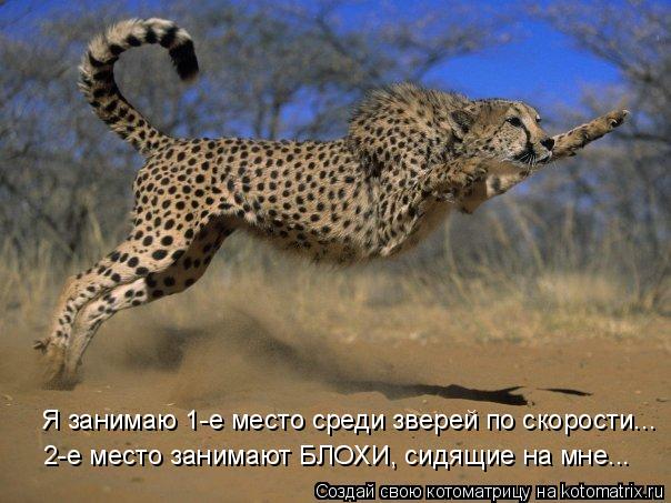 Я занимаю 1-е место среди зверей по скорости... 2-е место занимают БЛОХИ, сидящие на мне...... Котоматрица: Я занимаю 1-е место среди зверей по скорости... 2-е место занимают БЛОХИ, сидящие на мне...