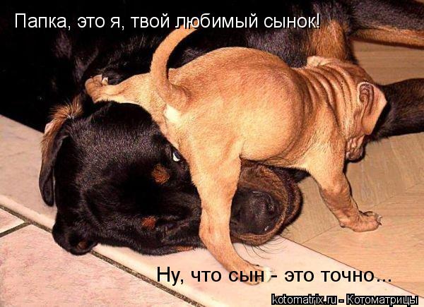 Папка, это я, твой любимый сынок! Ну, что сын - это точно...... Котоматрица: Папка, это я, твой любимый сынок! Ну, что сын - это точно...