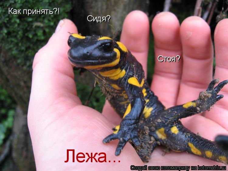 Как принять?! Сидя? Стоя? Лежа...... Котоматрица: Как принять?! Сидя? Стоя? Лежа...