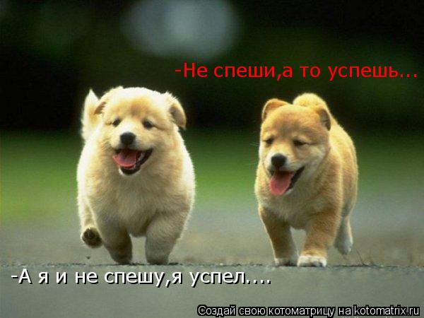 -Не спеши,а то успешь... -А я и не спешу,я успел....... Котоматрица: -Не спеши,а то успешь... -А я и не спешу,я успел....