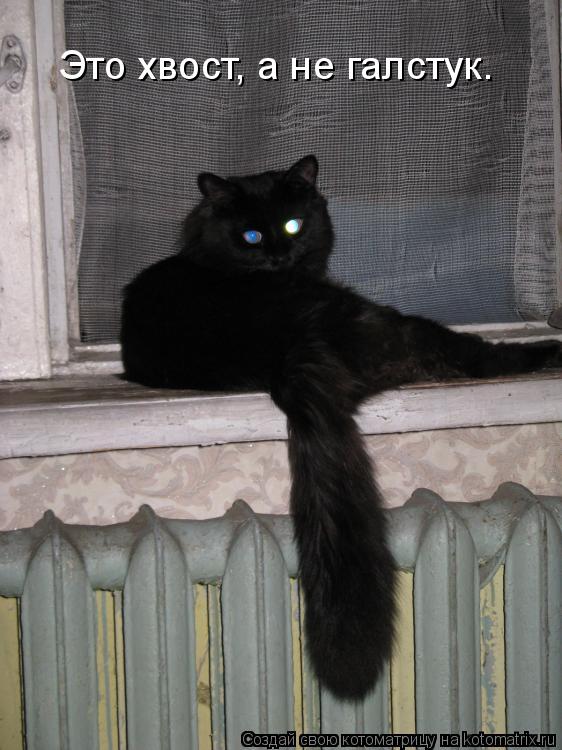 Это хвост, а не галстук.... Котоматрица: Это хвост, а не галстук.