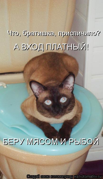БЕРУ МЯСОМ И РЫБОЙ А ВХОД ПЛАТНЫЙ! Что, братишка, приспичило?... Котоматрица: БЕРУ МЯСОМ И РЫБОЙ А ВХОД ПЛАТНЫЙ! Что, братишка, приспичило?