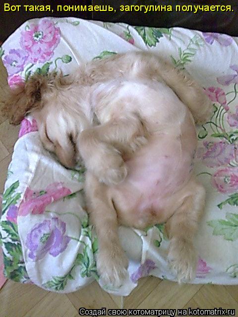 Вот такая, понимаешь, загогулина получается.... Котоматрица: Вот такая, понимаешь, загогулина получается.