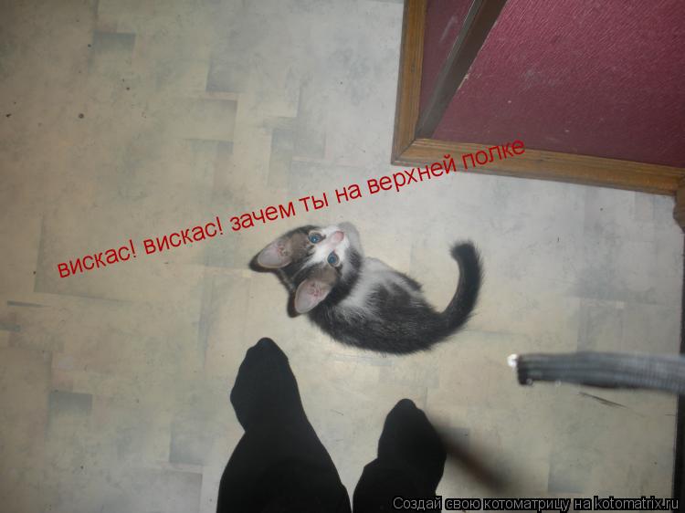 вискас! вискас! зачем ты на верхней полке... Котоматрица: вискас! вискас! зачем ты на верхней полке