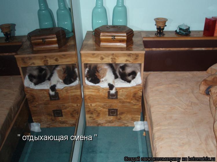" отдыхающая смена "... Котоматрица: " отдыхающая смена "