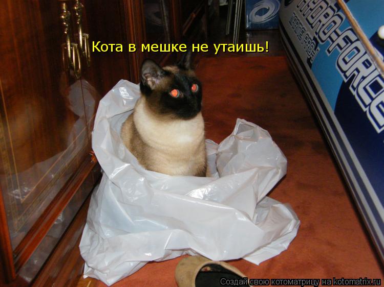 Кота в мешке не утаишь!... Котоматрица: Кота в мешке не утаишь!