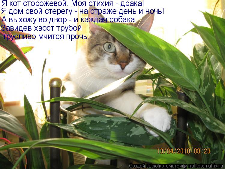 Я кот сторожевой. Моя стихия - драка! Я дом свой стерегу - на страже день и ночь! А выхожу во двор ... Котоматрица: Я кот сторожевой. Моя стихия - драка! Я дом свой стерегу - на страже день и ночь! А выхожу во двор - и каждая собака, Завидев хвост трубой трус