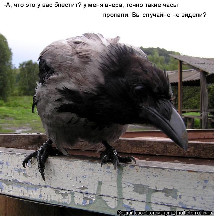 -А, что это у вас блестит? у меня вчера, точно такие часы пропали. Вы случайно не видели?... Котоматрица: -А, что это у вас блестит? у меня вчера, точно такие часы пропали. Вы случайно не видели?