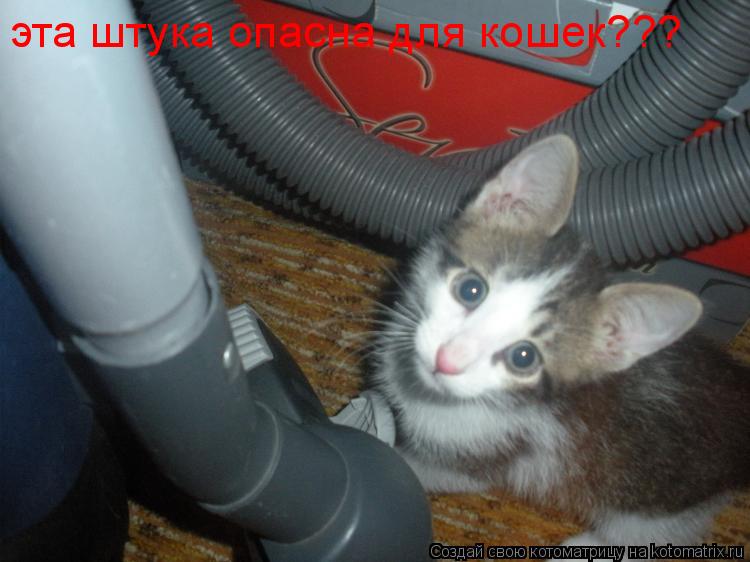 эта штука опасна для кошек???... Котоматрица: эта штука опасна для кошек???