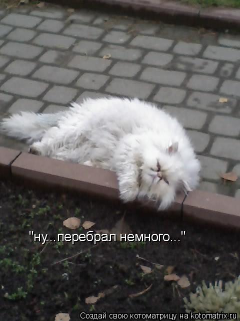 "ну...перебрал немного..."... Котоматрица: "ну...перебрал немного..."