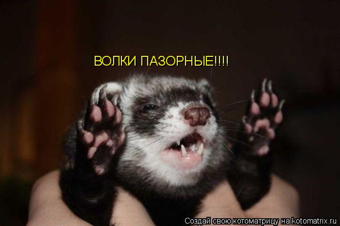 ВОЛКИ ПАЗОРНЫЕ!!!!... Котоматрица: ВОЛКИ ПАЗОРНЫЕ!!!!