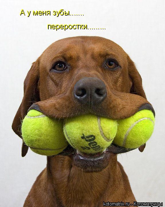 А у меня зубы....... переростки............ Котоматрица: А у меня зубы....... переростки.........