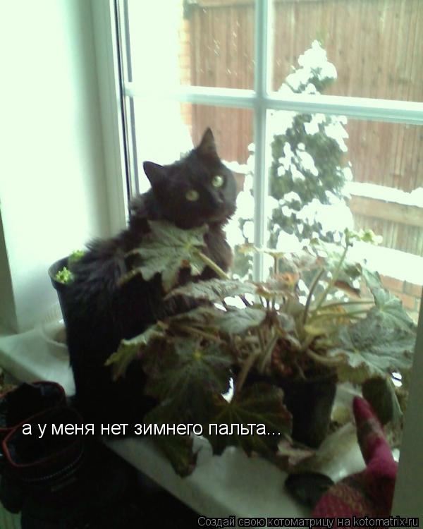 а у меня нет зимнего пальта...... Котоматрица: а у меня нет зимнего пальта...