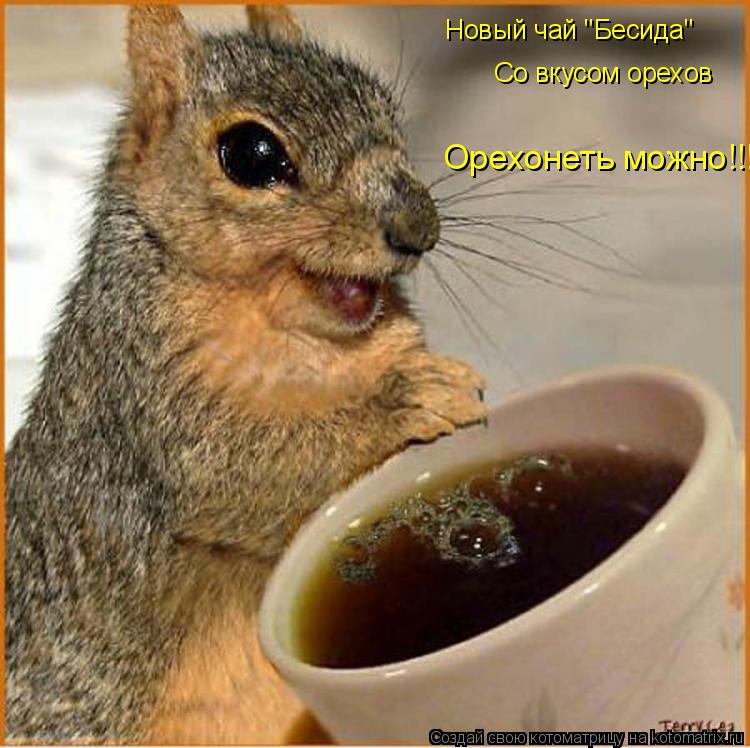 Новый чай "Бесида" Со вкусом орехов Орехонеть можно!!!... Котоматрица: Новый чай "Бесида" Со вкусом орехов Орехонеть можно!!!