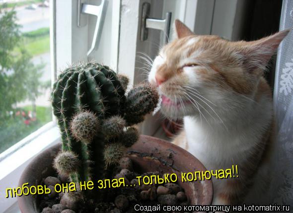 любовь она не злая...только колючая!!... Котоматрица: любовь она не злая...только колючая!!