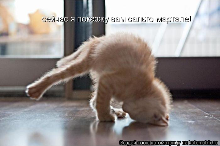 сейчас я показжу вам сальто-мартале!... Котоматрица: сейчас я показжу вам сальто-мартале!