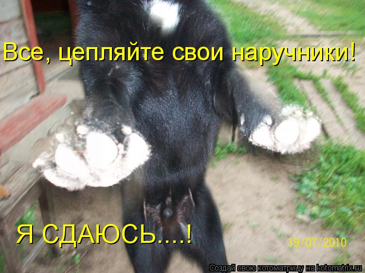 Я Все, цепляйте свои наручники! Я СДАЮСЬ....!... Котоматрица: Я Все, цепляйте свои наручники! Я СДАЮСЬ....!
