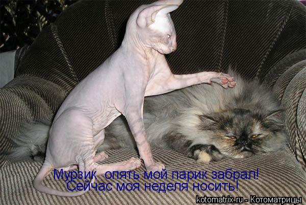 Мурзик опять мой парик забрал! Сейчас моя неделя носить!... Котоматрица: Мурзик опять мой парик забрал! Сейчас моя неделя носить!