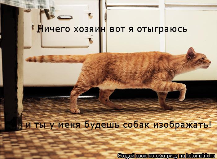 и ты у меня будешь собак изображать! Ничего хозяин вот я отыграюсь... Котоматрица: и ты у меня будешь собак изображать! Ничего хозяин вот я отыграюсь