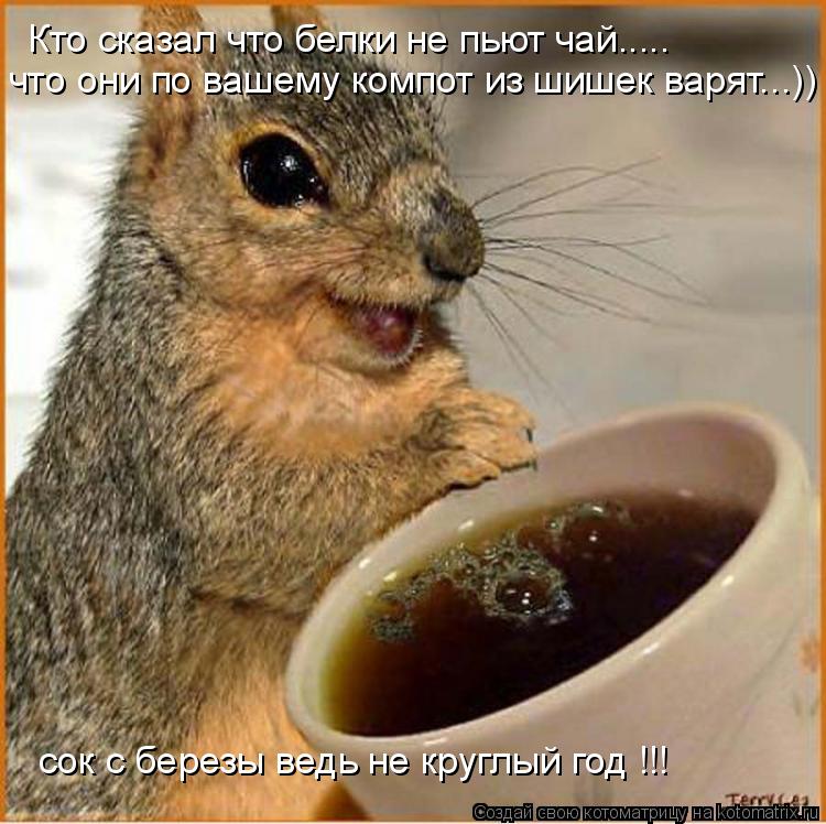 Кто сказал что белки не пьют чай..... что они по вашему компот из шишек варят...)) сок с березы ведь ... Котоматрица: Кто сказал что белки не пьют чай..... что они по вашему компот из шишек варят...)) сок с березы ведь не круглый год !!!