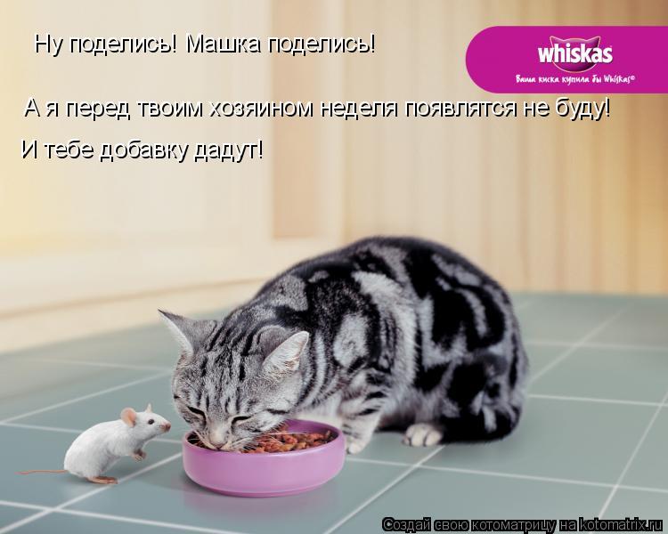 Ну поделись! Машка поделись! А я перед твоим хозяином неделя появлятся не буду! И тебе добавку дадут!... Котоматрица: Ну поделись! Машка поделись! А я перед твоим хозяином неделя появлятся не буду! И тебе добавку дадут!
