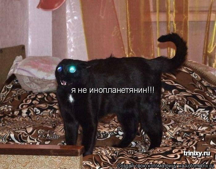я не инопланетянин!!!... Котоматрица: я не инопланетянин!!!