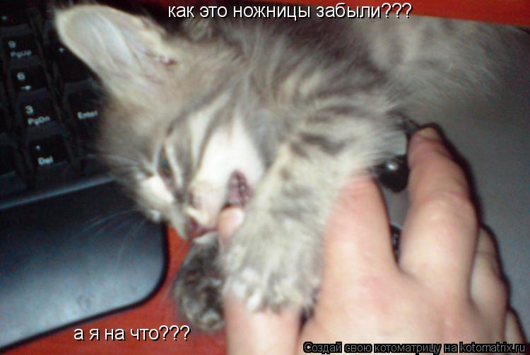 как это ножницы забыли??? а я на что???... Котоматрица: как это ножницы забыли??? а я на что???