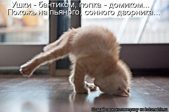 Ушки - бантиком, попка - домиком... Похожь на пьяного, сонного дворника...... Котоматрица: Ушки - бантиком, попка - домиком... Похожь на пьяного, сонного дворника...