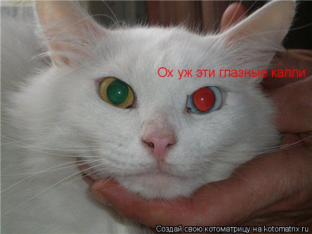 Ох уж эти глазные капли... Котоматрица: Ох уж эти глазные капли