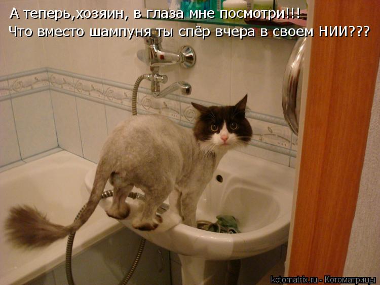 Котоматрица: А теперь,хозяин, в глаза мне посмотри!!! Что вместо шампуня ты спёр вчера в своем НИИ???