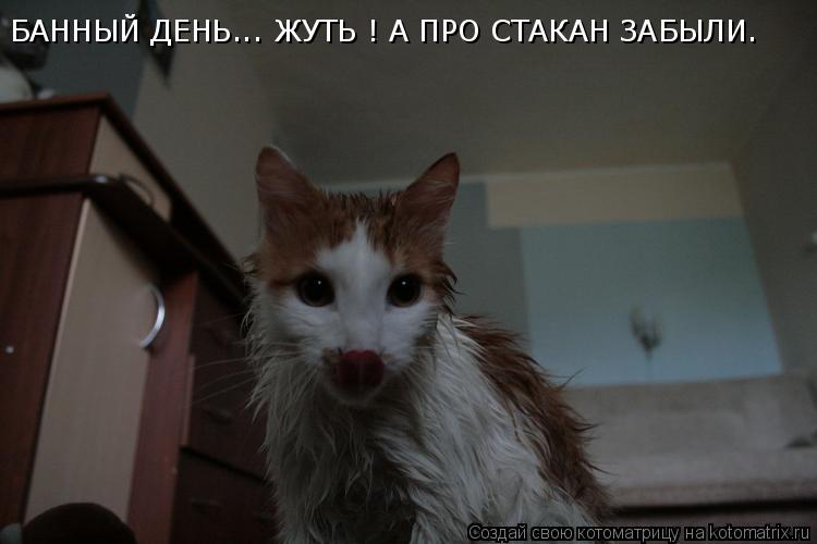 БАННЫЙ ДЕНЬ... ЖУТЬ ! А ПРО СТАКАН ЗАБЫЛИ.... Котоматрица: БАННЫЙ ДЕНЬ... ЖУТЬ ! А ПРО СТАКАН ЗАБЫЛИ.