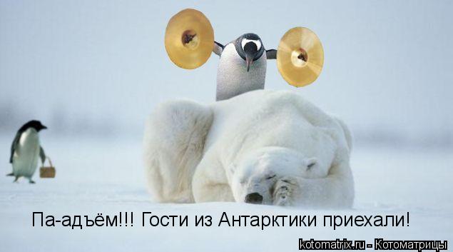 Па-адъём!!! Гости из Антарктики приехали!... Котоматрица: Па-адъём!!! Гости из Антарктики приехали!