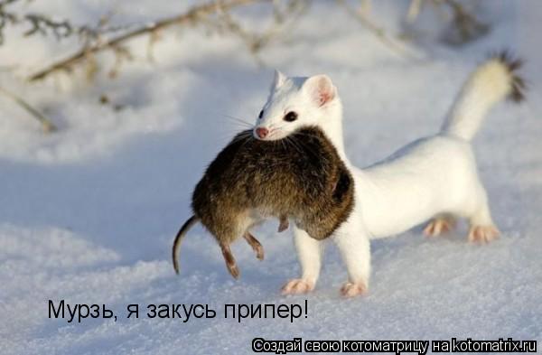 Мурзь, я закусь припер!... Котоматрица: Мурзь, я закусь припер!