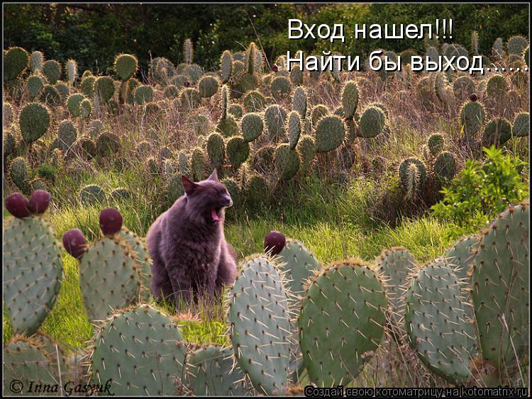 Вход нашел!!! Найти бы выход.......... Котоматрица: Вход нашел!!! Найти бы выход.......