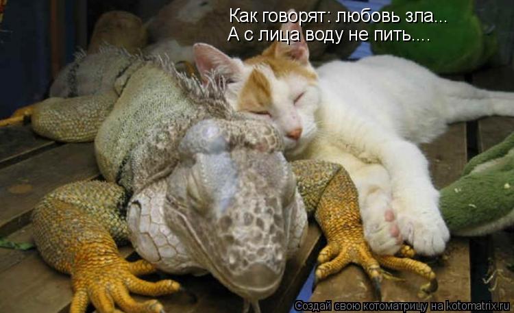 Как говорят: любовь зла... А с лица воду не пить....... Котоматрица: Как говорят: любовь зла... А с лица воду не пить....