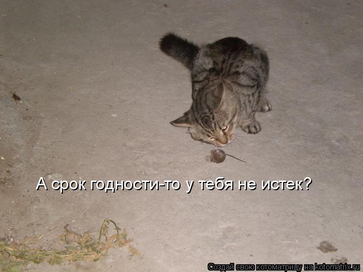 А срок годности-то у тебя не истек?... Котоматрица: А срок годности-то у тебя не истек?