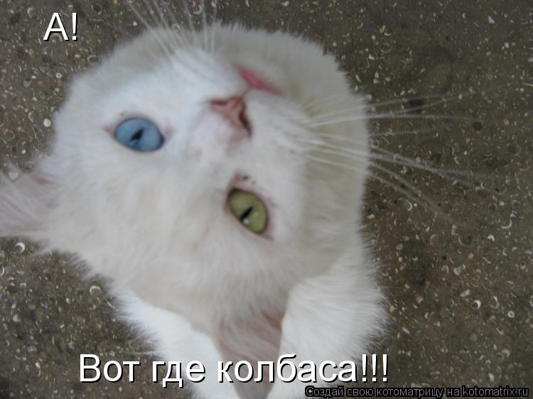 А! Вот где колбаса!!!... Котоматрица: А! Вот где колбаса!!!