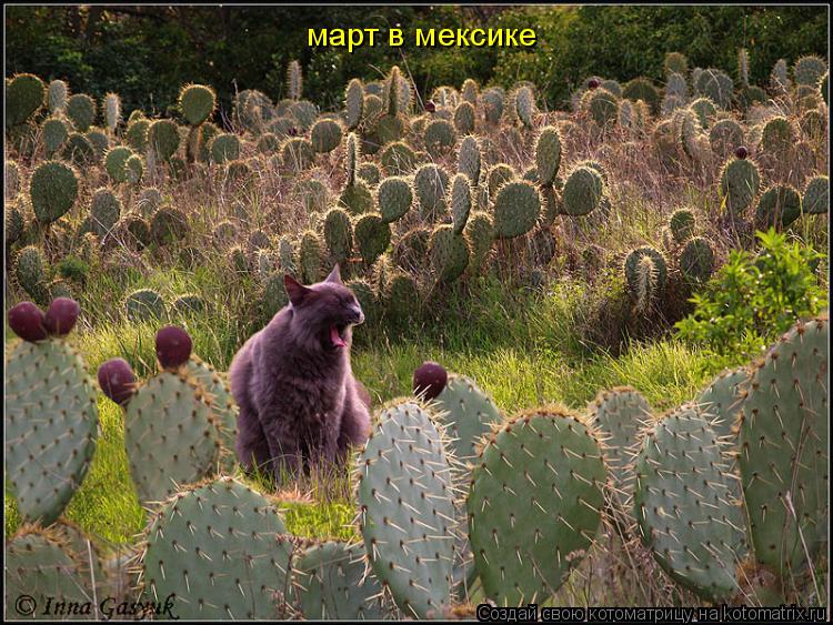 март в мексике... Котоматрица: март в мексике