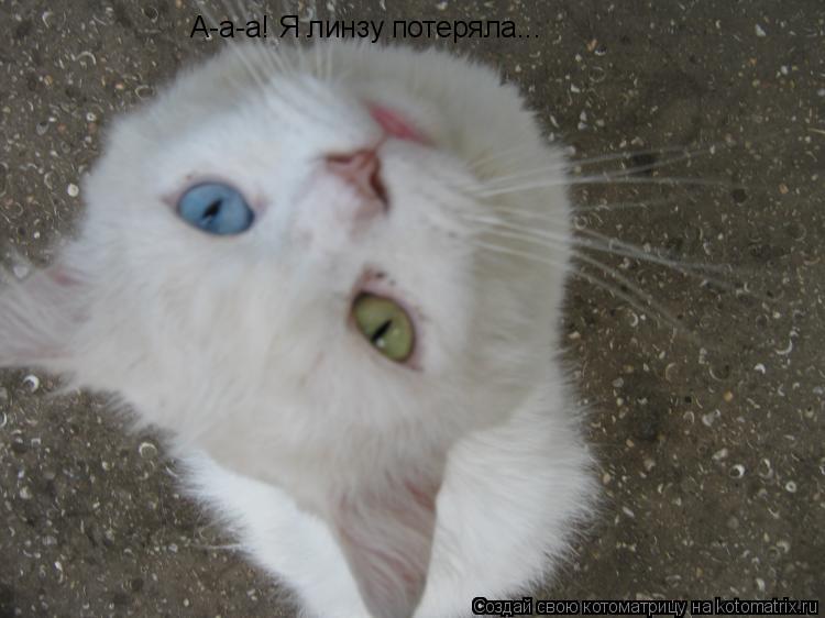 А-а-а! Я линзу потеряла...... Котоматрица: А-а-а! Я линзу потеряла...