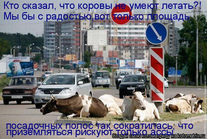 Кто сказал, что коровы не умеют летать?! Мы бы с радостью,вот только площадь приземляться рискуют то... Котоматрица: Кто сказал, что коровы не умеют летать?! Мы бы с радостью,вот только площадь приземляться рискуют только ассы посадочных полос так сократил