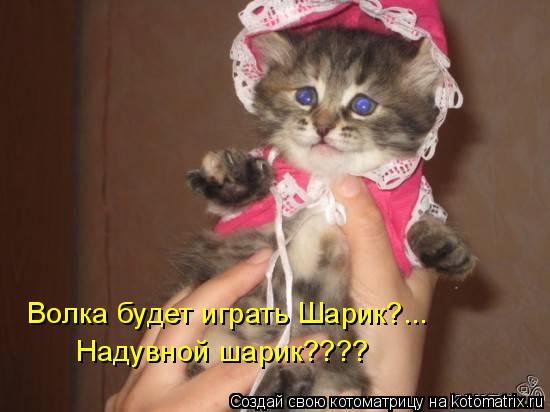 Волка будет играть Шарик?... Надувной шарик????... Котоматрица: Волка будет играть Шарик?... Надувной шарик????