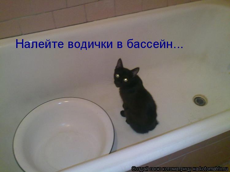 Налейте водички в бассейн...... Котоматрица: Налейте водички в бассейн...