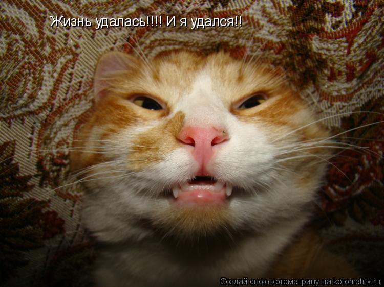 Жизнь удалась!!!! И я удался!!... Котоматрица: Жизнь удалась!!!! И я удался!!