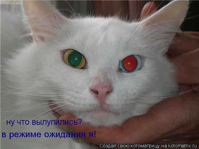 ну что вылупились? в режиме ожидания я!... Котоматрица: ну что вылупились? в режиме ожидания я!