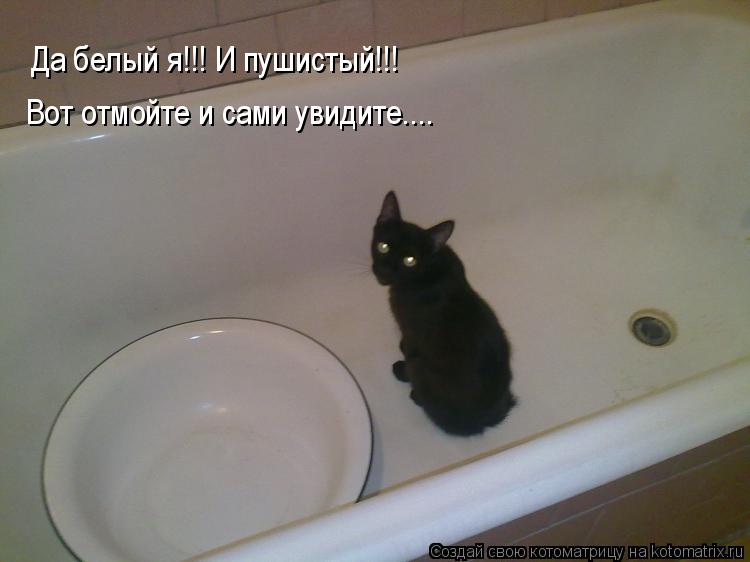 Да белый я!!! И пушистый!!! Вот отмойте и сами увидите....... Котоматрица: Да белый я!!! И пушистый!!! Вот отмойте и сами увидите....