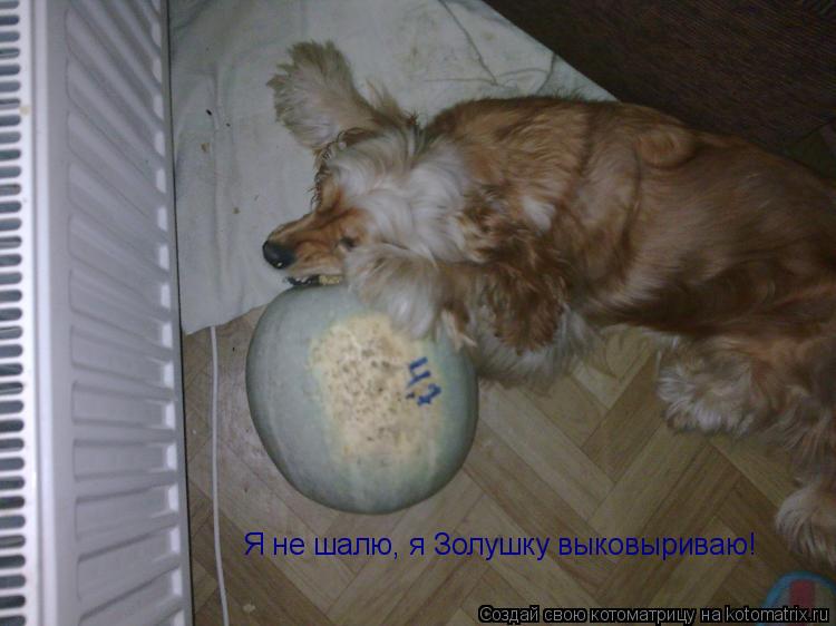 Я не шалю, я Золушку выковыриваю!... Котоматрица: Я не шалю, я Золушку выковыриваю!