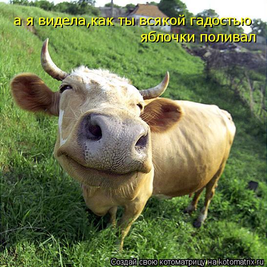 а я видела,как ты всякой гадостью яблочки поливал... Котоматрица: а я видела,как ты всякой гадостью яблочки поливал