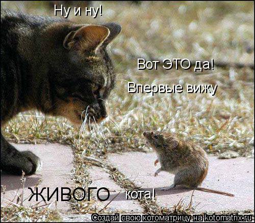 Ну и ну! Вот ЭТО да! Впервые вижу ЖИВОГО кота!... Котоматрица: Ну и ну! Вот ЭТО да! Впервые вижу ЖИВОГО кота!