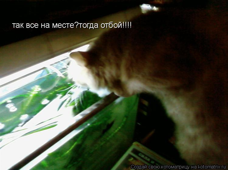 так все на месте?тогда отбой!!!!... Котоматрица: так все на месте?тогда отбой!!!!